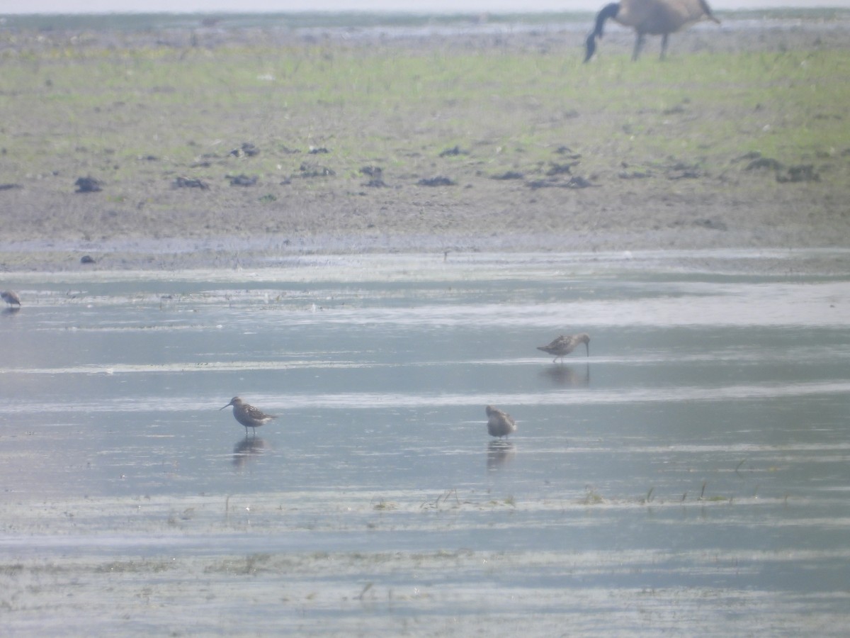 Stilt Sandpiper - ML475983631