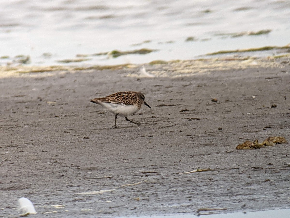 Least Sandpiper - ML475984161