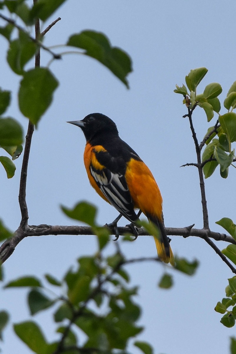 Baltimore Oriole - Ted Kavanagh
