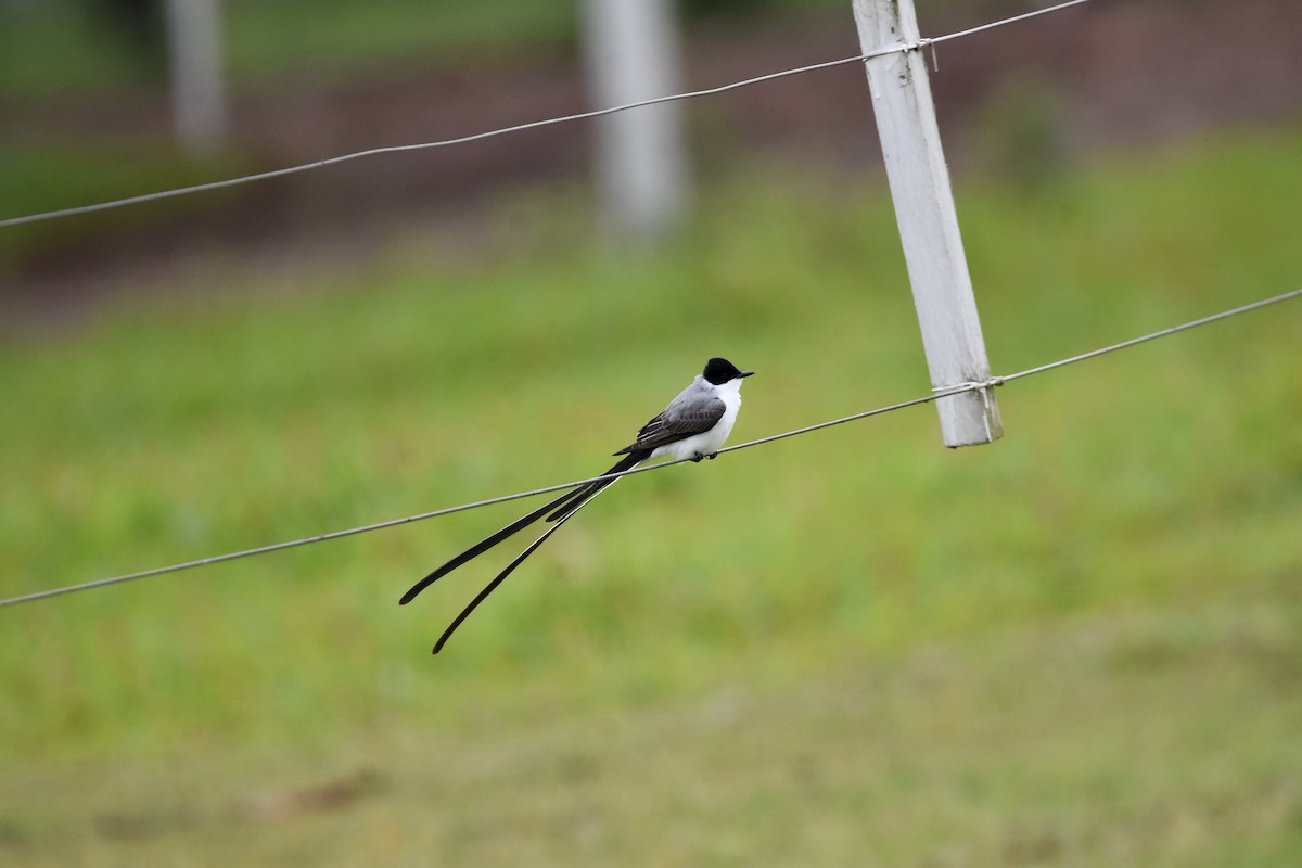 Fork-tailed Flycatcher - ML475986211