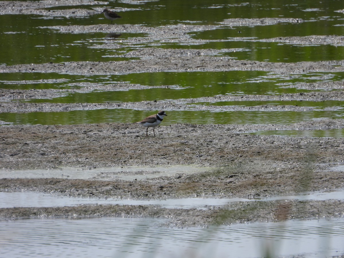 Semipalmated Plover - ML475986331