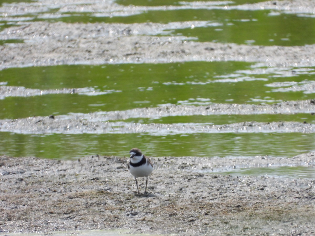 Semipalmated Plover - ML475986361