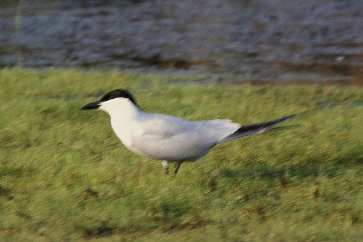 Gull-billed Tern - ML475987421