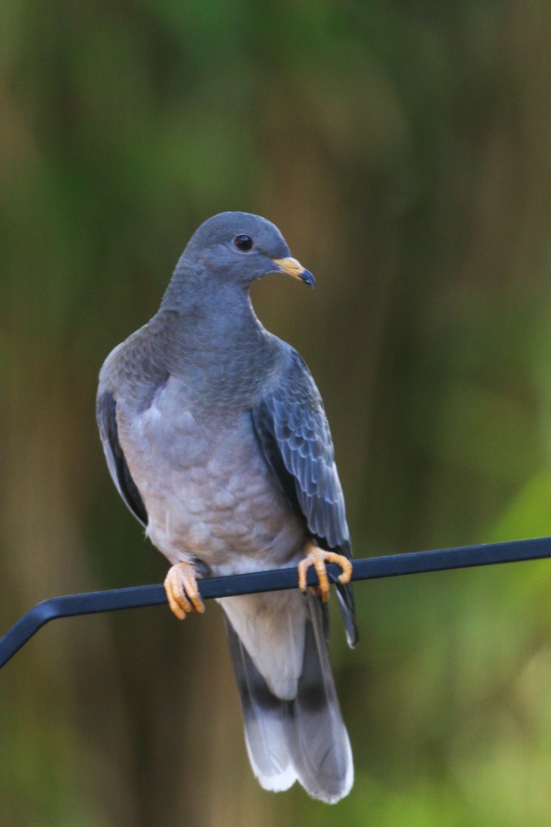 Band-tailed Pigeon - ML475988391