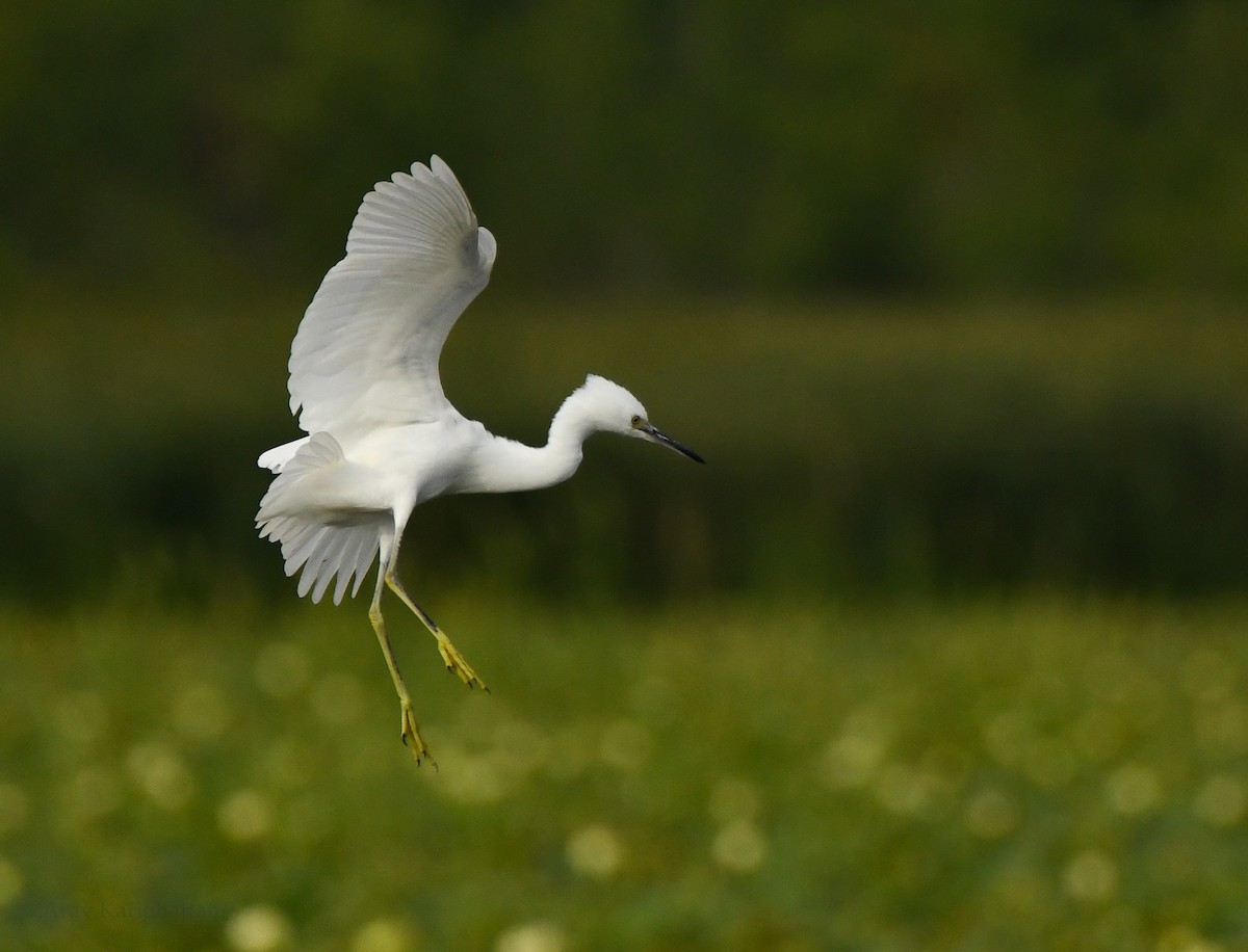 Snowy Egret - ML475988621