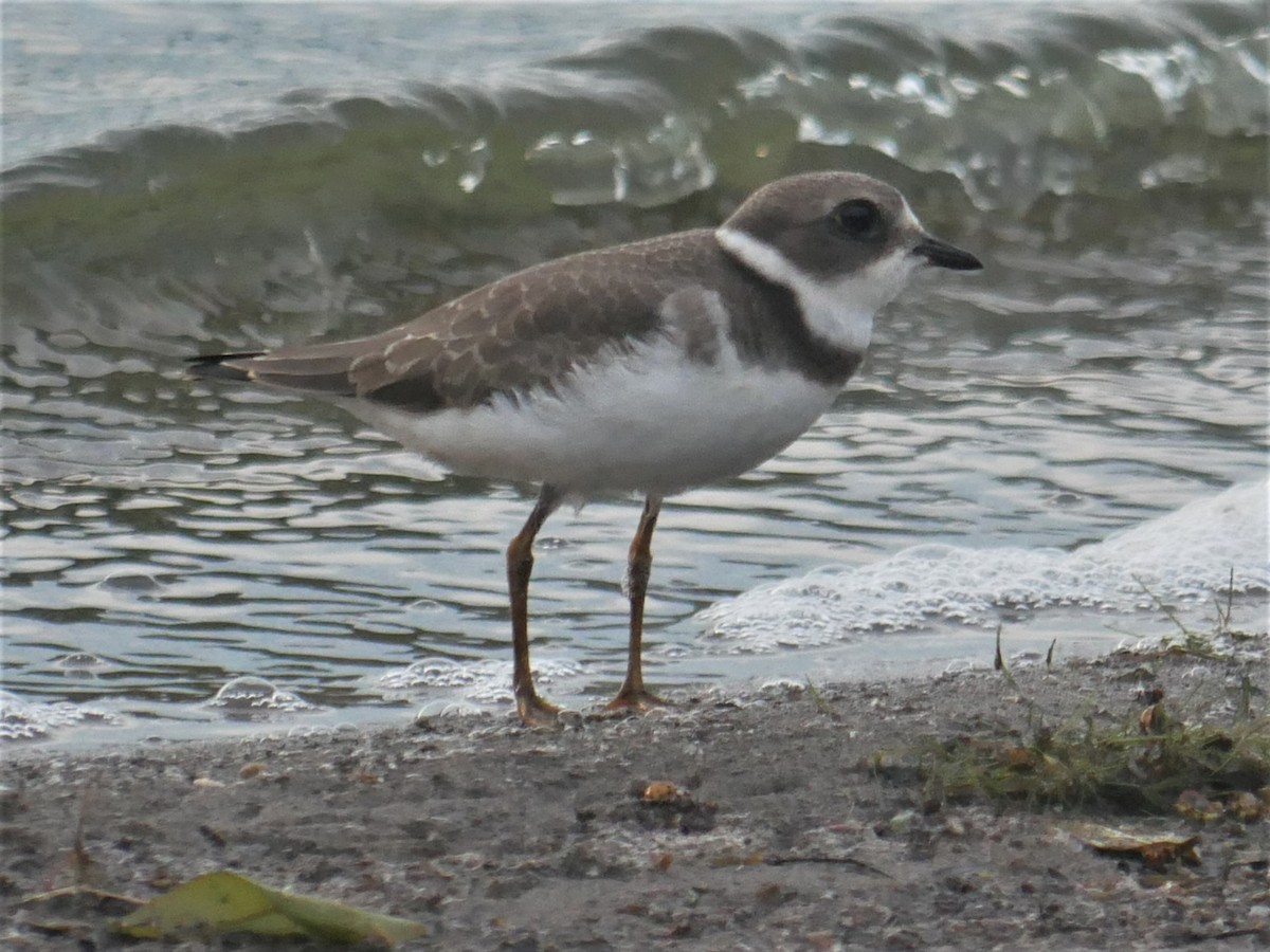 Semipalmated Plover - ML475988671