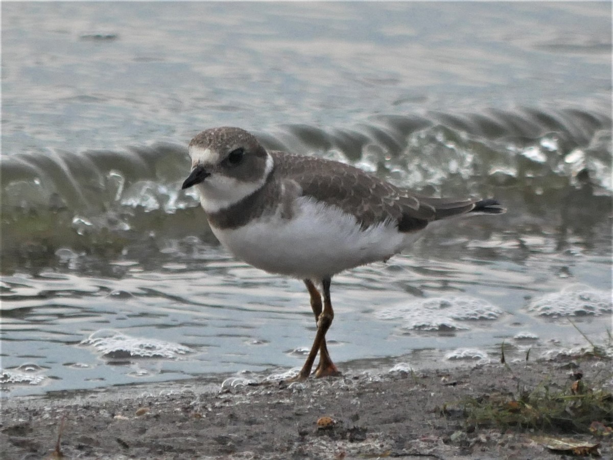 Semipalmated Plover - ML475988751