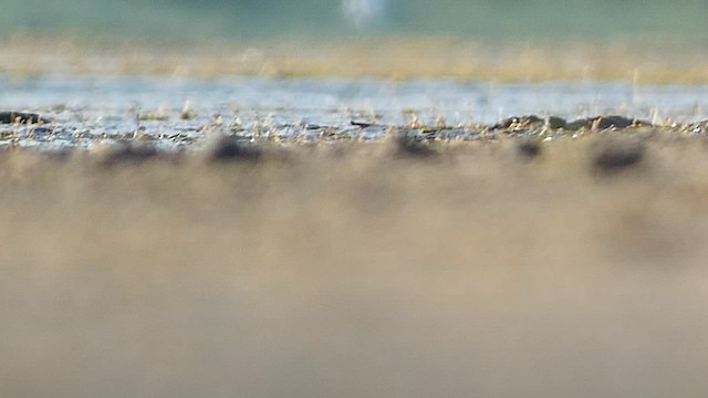 Semipalmated Sandpiper - ML475989531