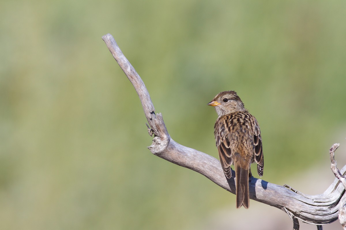 White-crowned Sparrow (pugetensis) - ML475989621