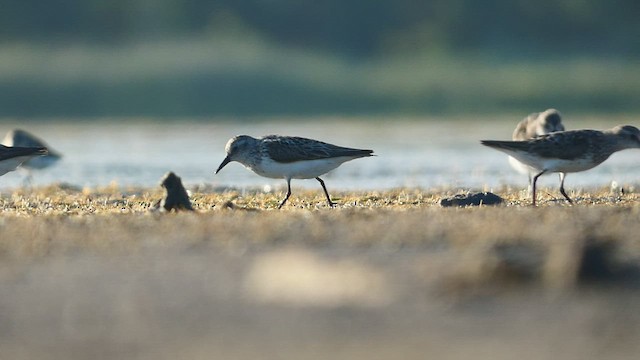 Semipalmated Sandpiper - ML475989671