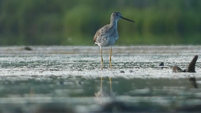 Greater Yellowlegs - ML475989751