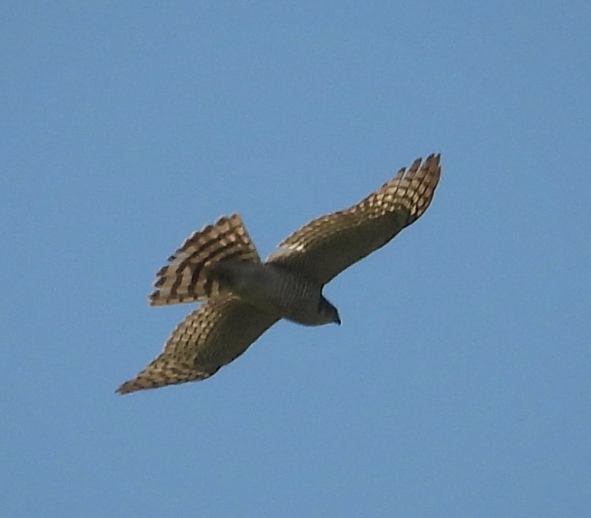 Eurasian Sparrowhawk - ML475989871