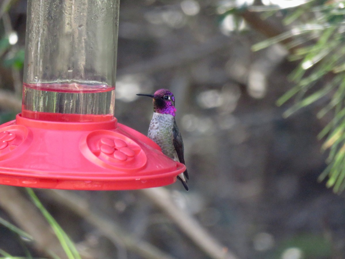 Anna's Hummingbird - ML47599001