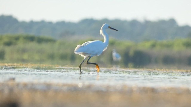 Snowy Egret - ML475990071