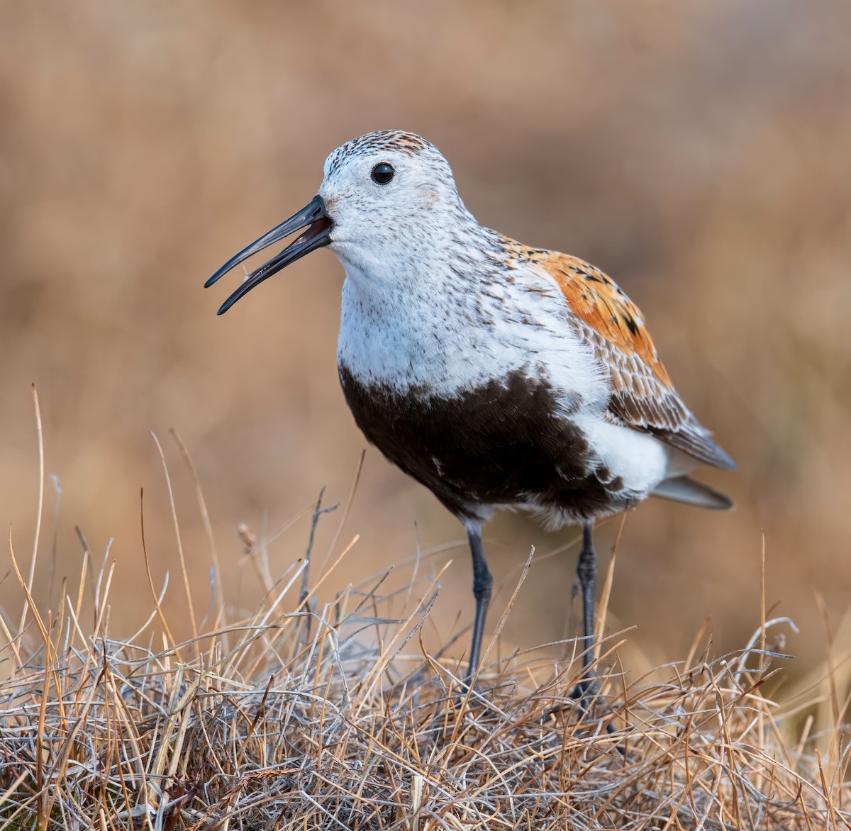 Dunlin - ML475990751