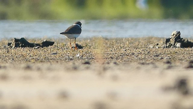 Semipalmated Plover - ML475990821