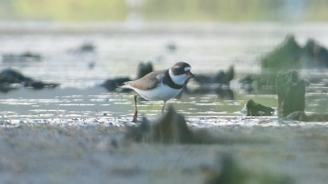 Semipalmated Plover - ML475990871