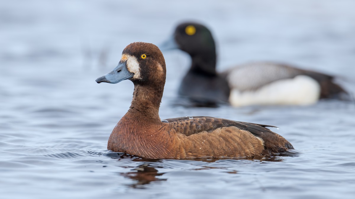 Greater Scaup - ML475991031