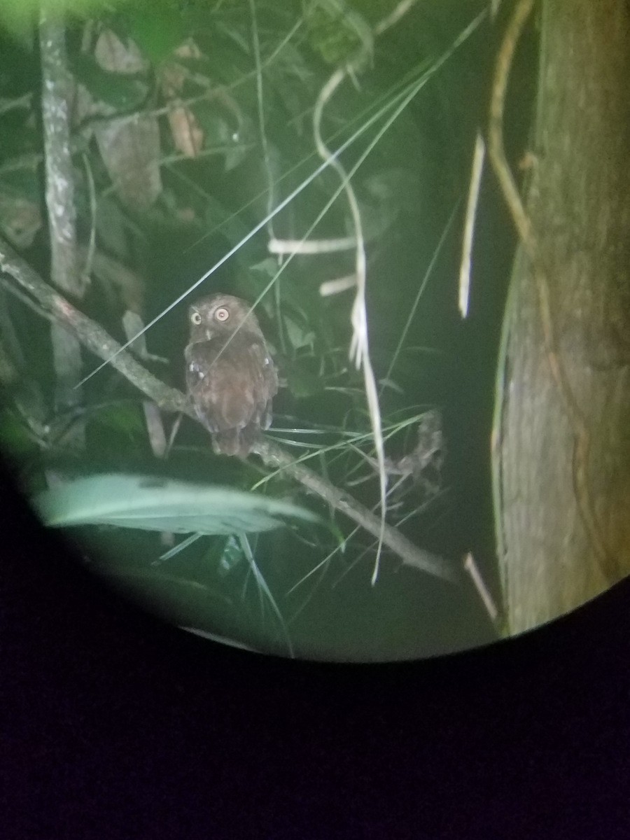 Foothill Screech-Owl (Roraima) - ML47599171