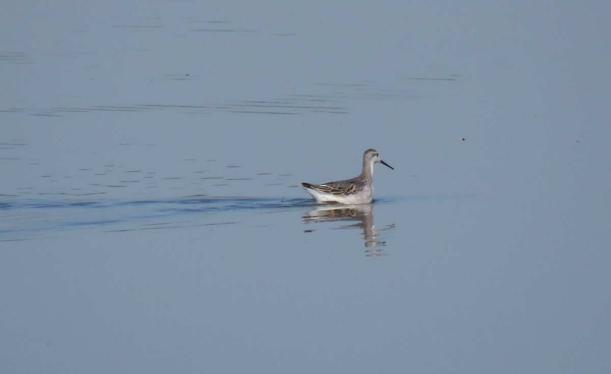 hvithalesvømmesnipe - ML475991821