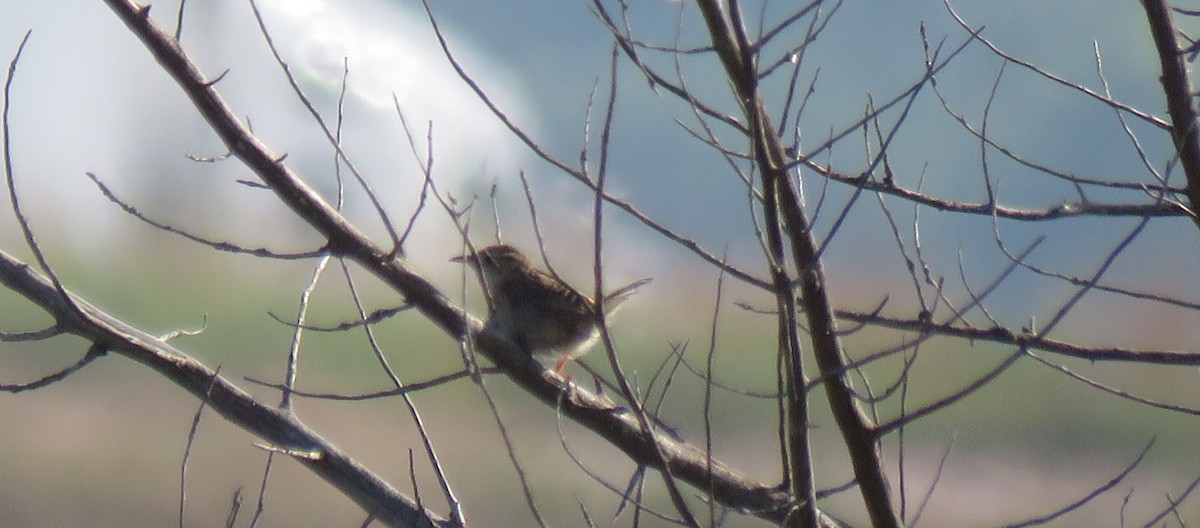 Sedge Wren - ML475991931