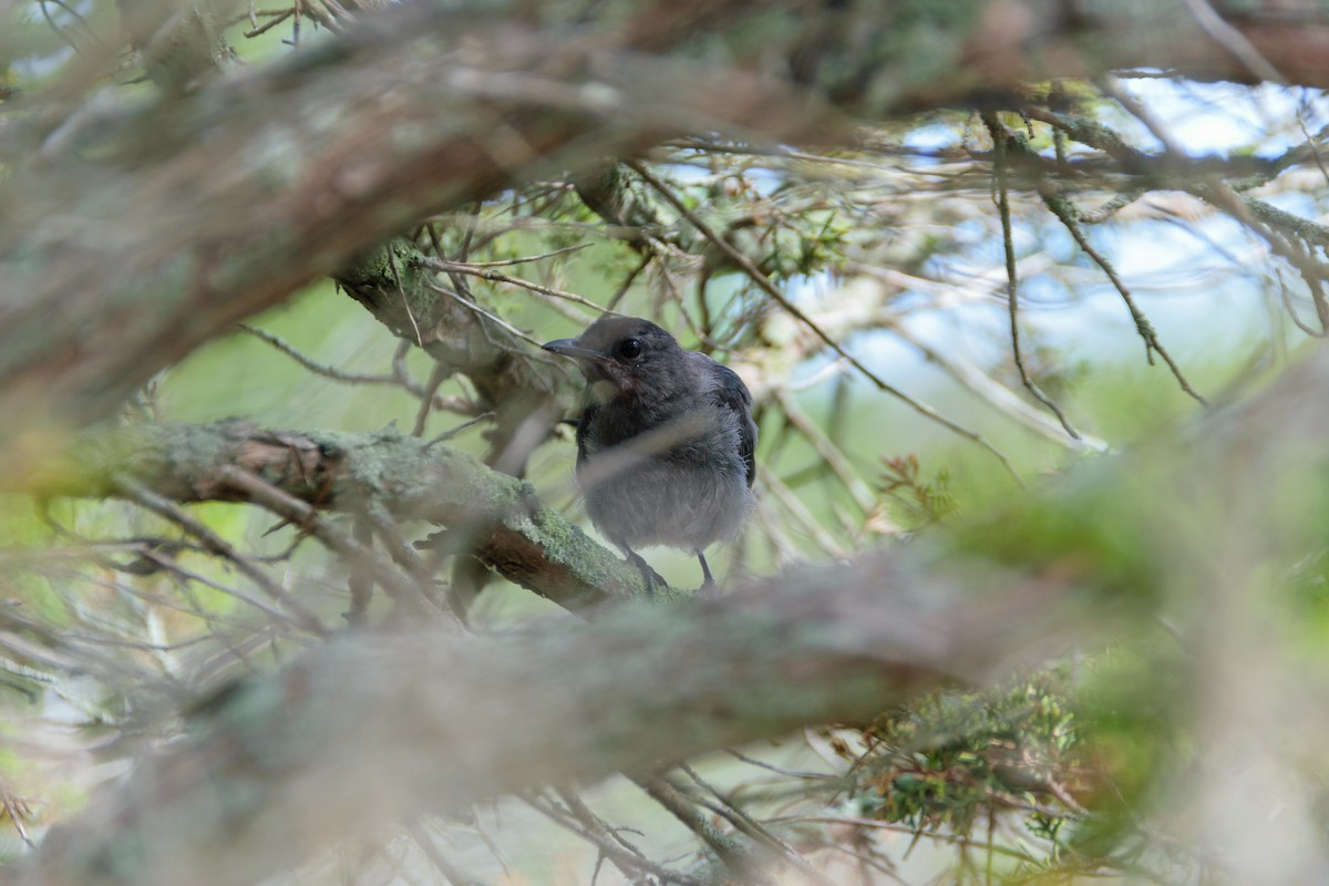 Pájaro Gato Gris - ML475994121