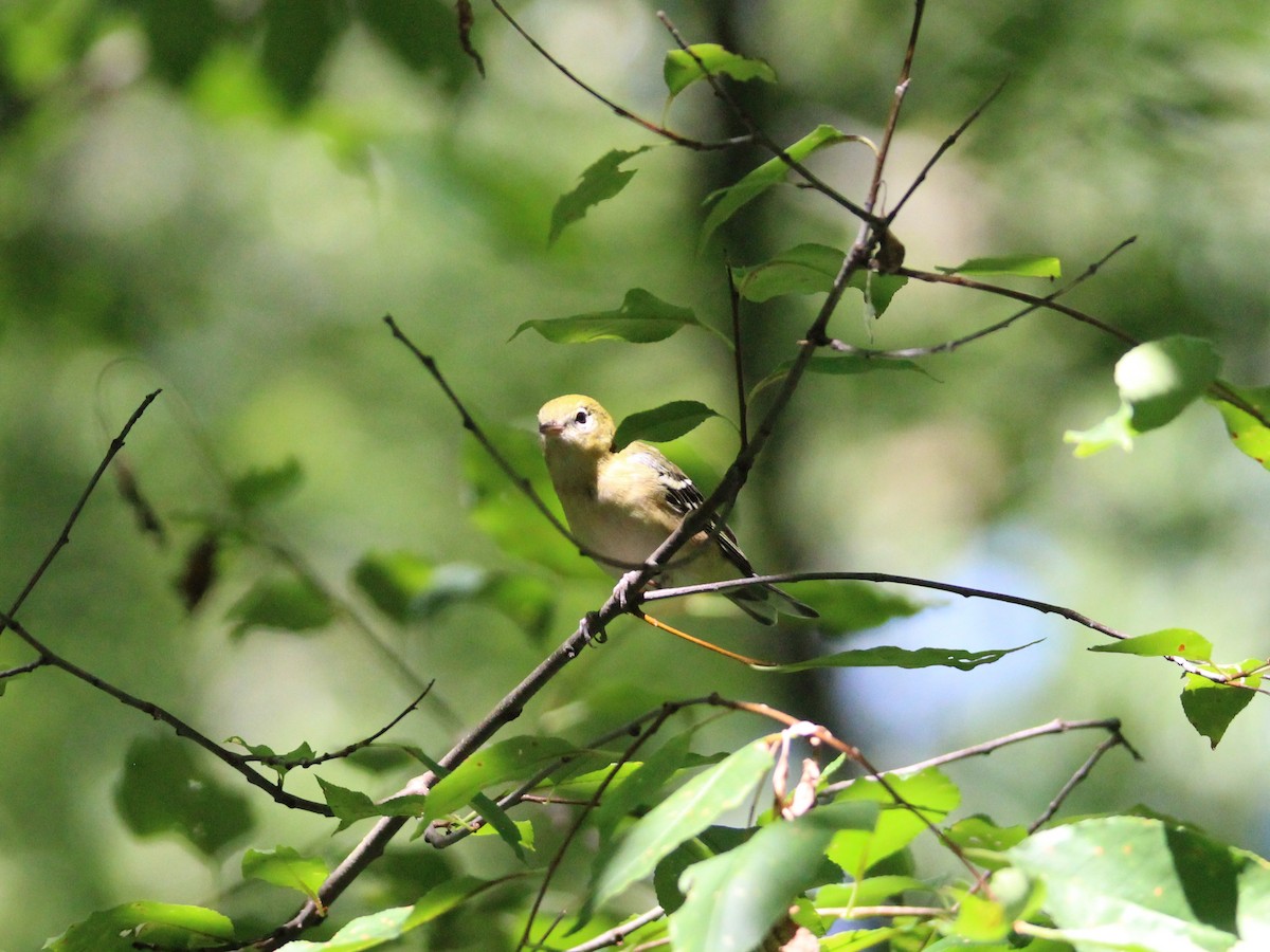 Bay-breasted Warbler - ML475995321