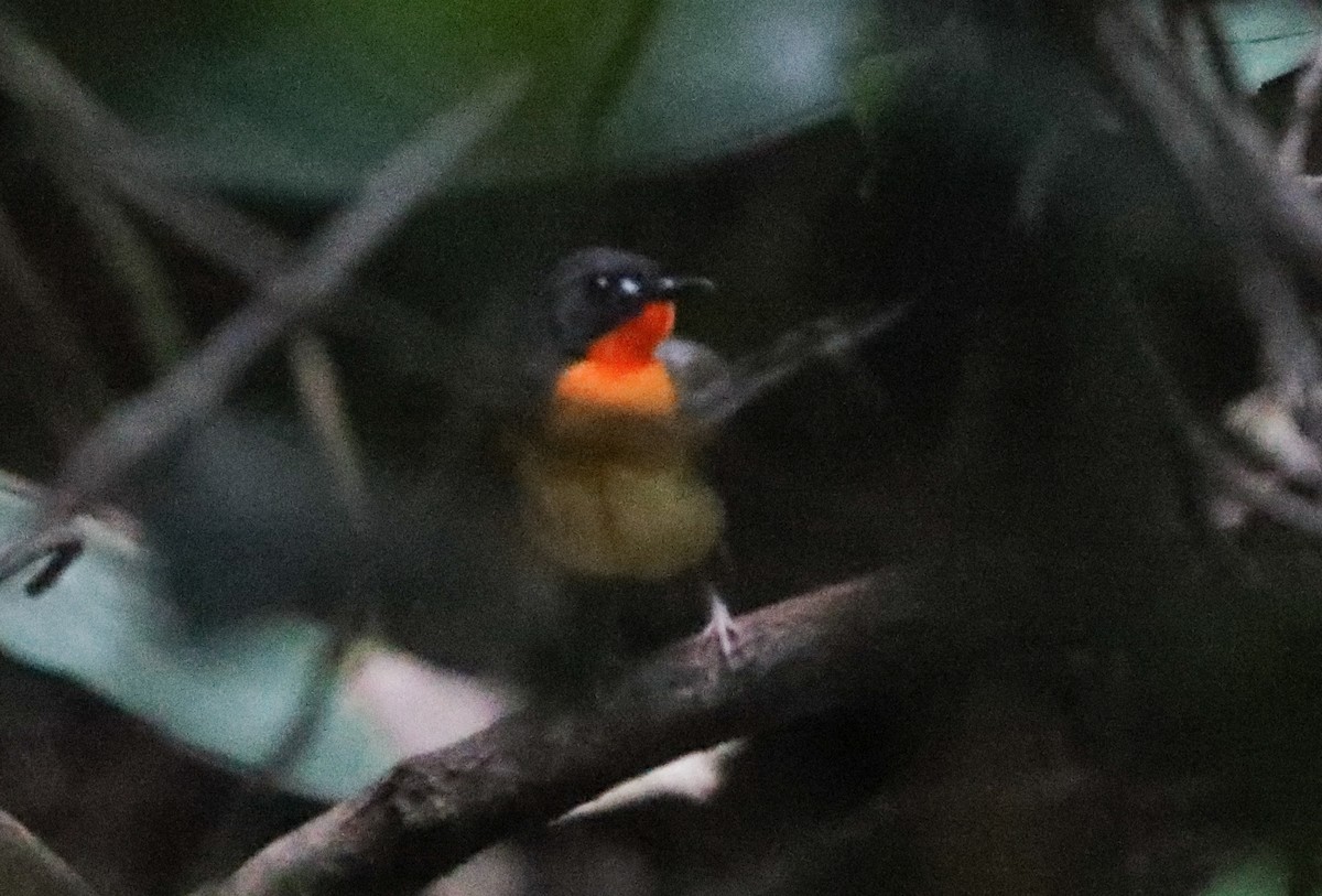 Olive-backed Forest Robin - ML475996131