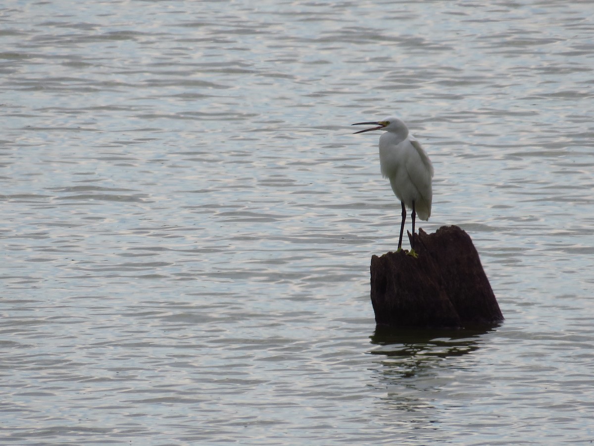 Snowy Egret - ML475996791