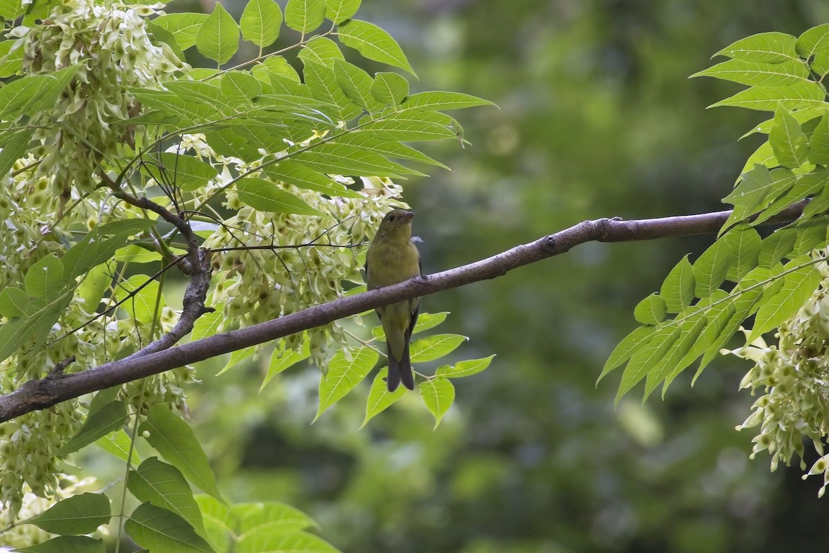 Scarlet Tanager - ML475996871