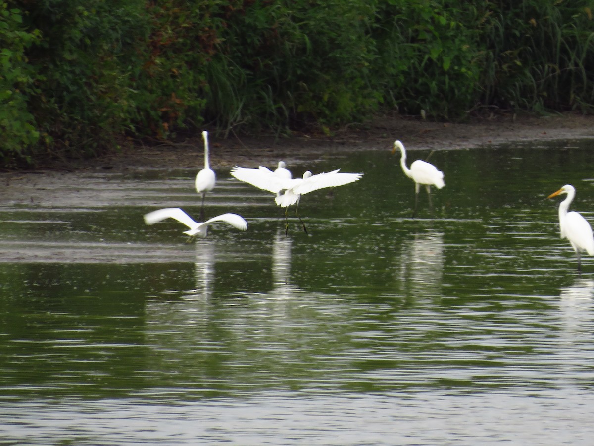 Snowy Egret - ML475997441