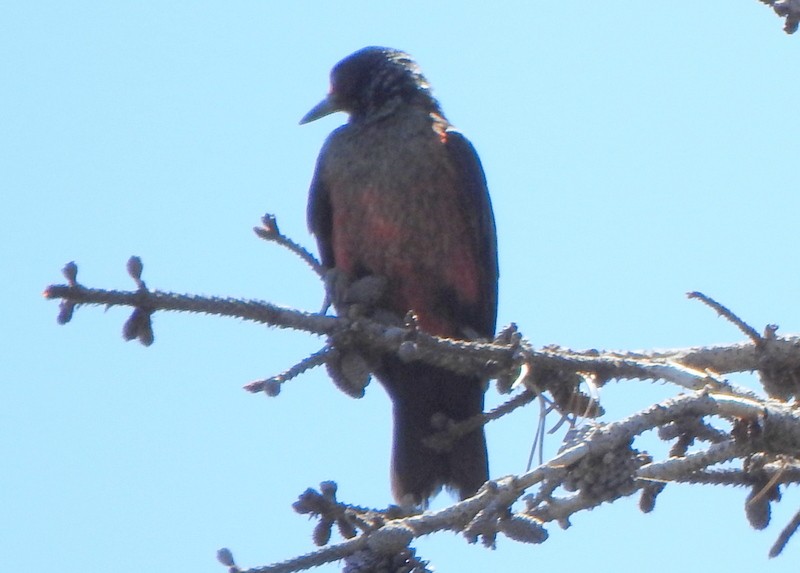 Lewis's Woodpecker - ML475998461