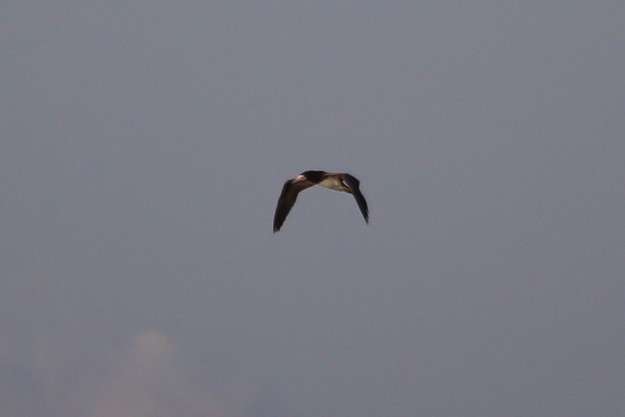 Brown Booby - ML475998801