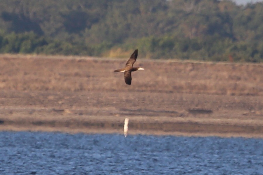 Brown Booby - ML475998811