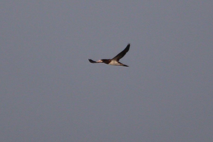 Brown Booby - ML475998821