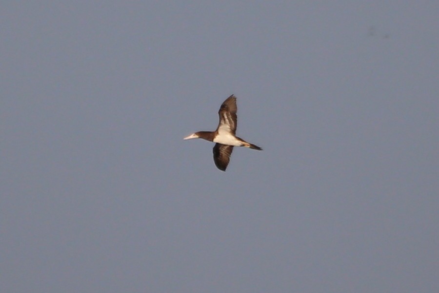 Brown Booby - ML475998861