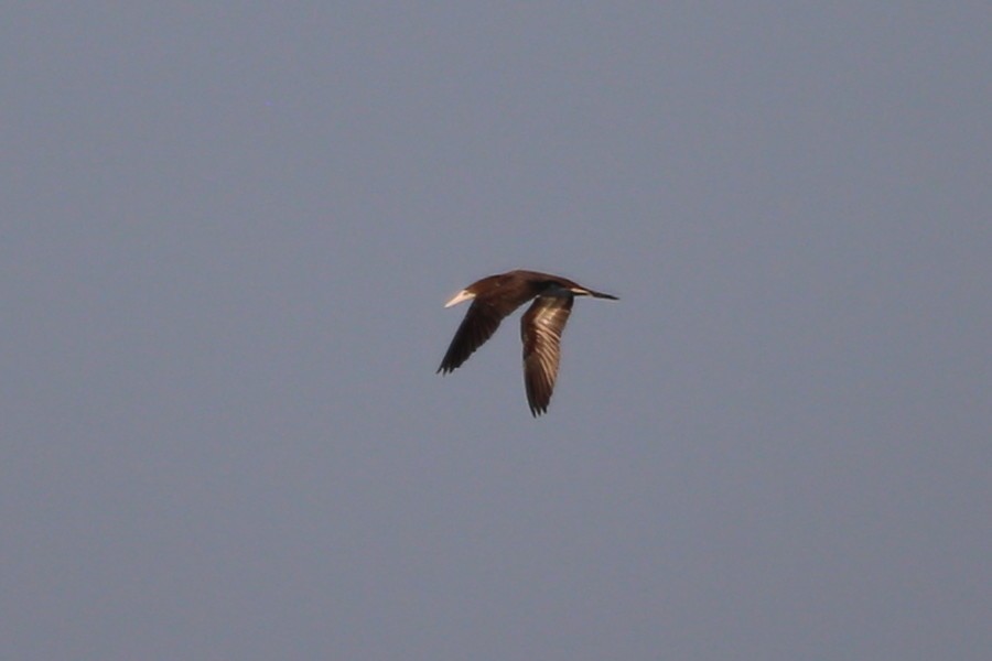 Brown Booby - ML475998891