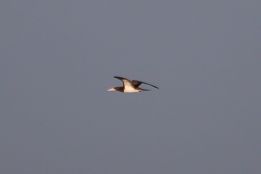 Brown Booby - ML475998901