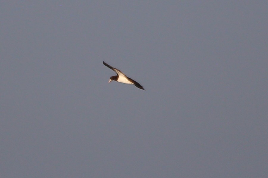Brown Booby - ML475998941