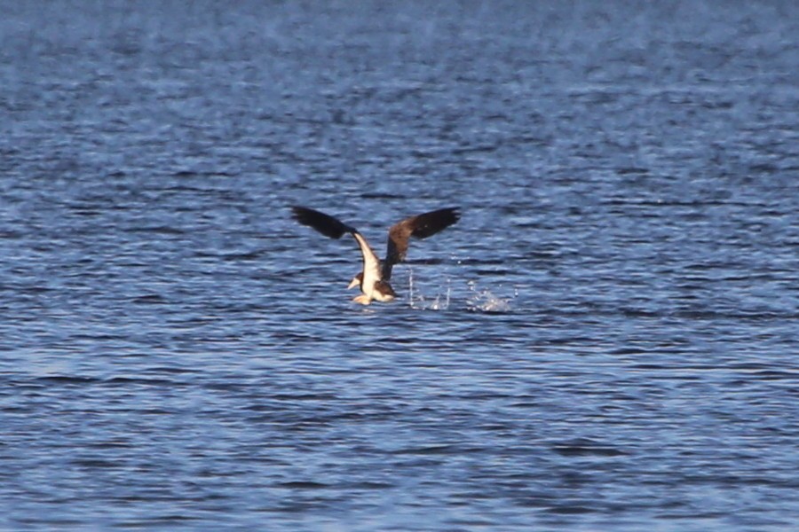 Brown Booby - ML475998971