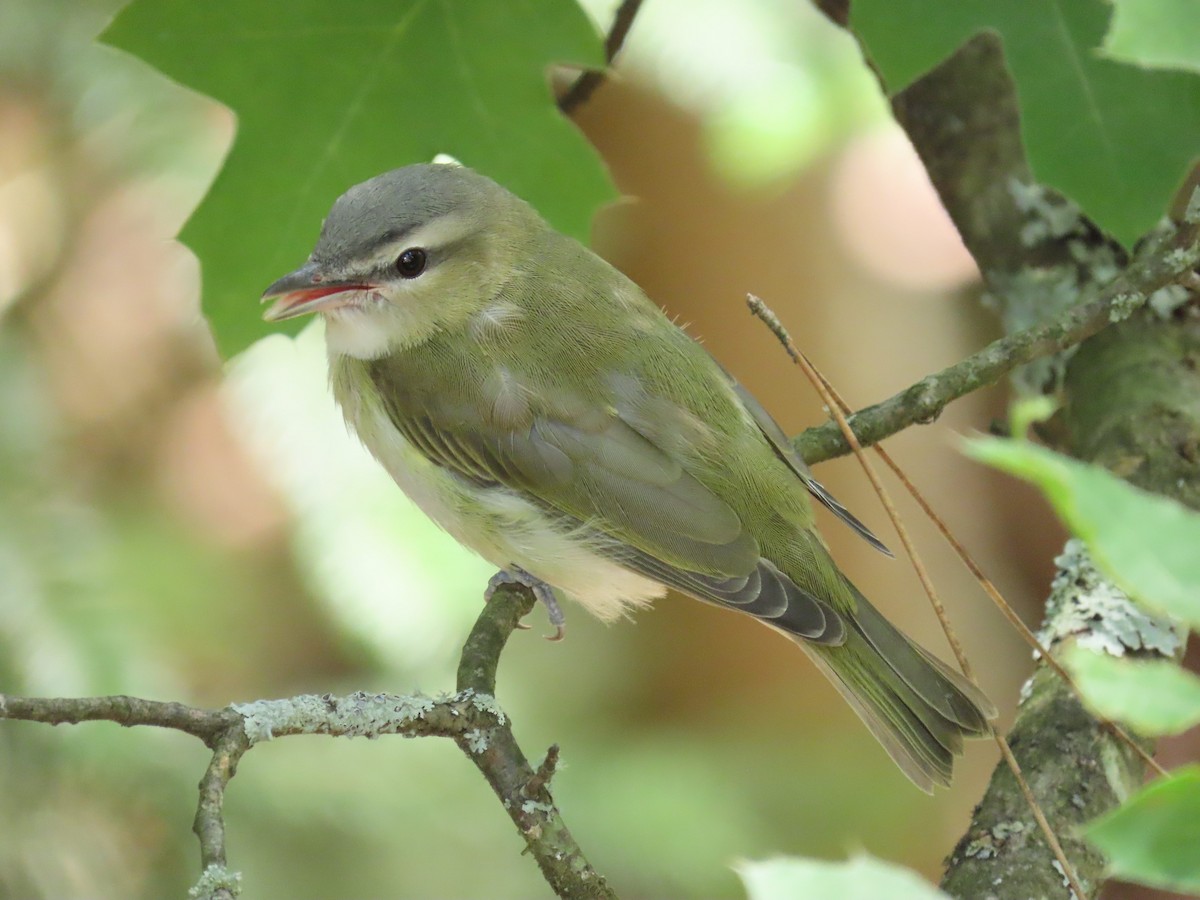 Red-eyed Vireo - Will Hanstedt