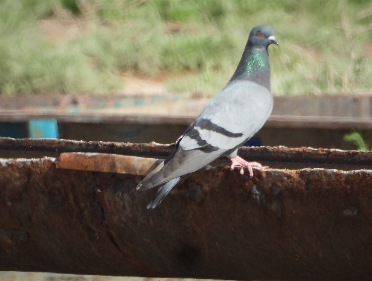 Rock Pigeon (Wild type) - ML475999511