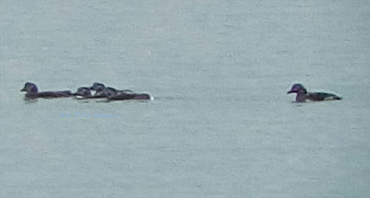 Long-tailed Duck - ML47600021