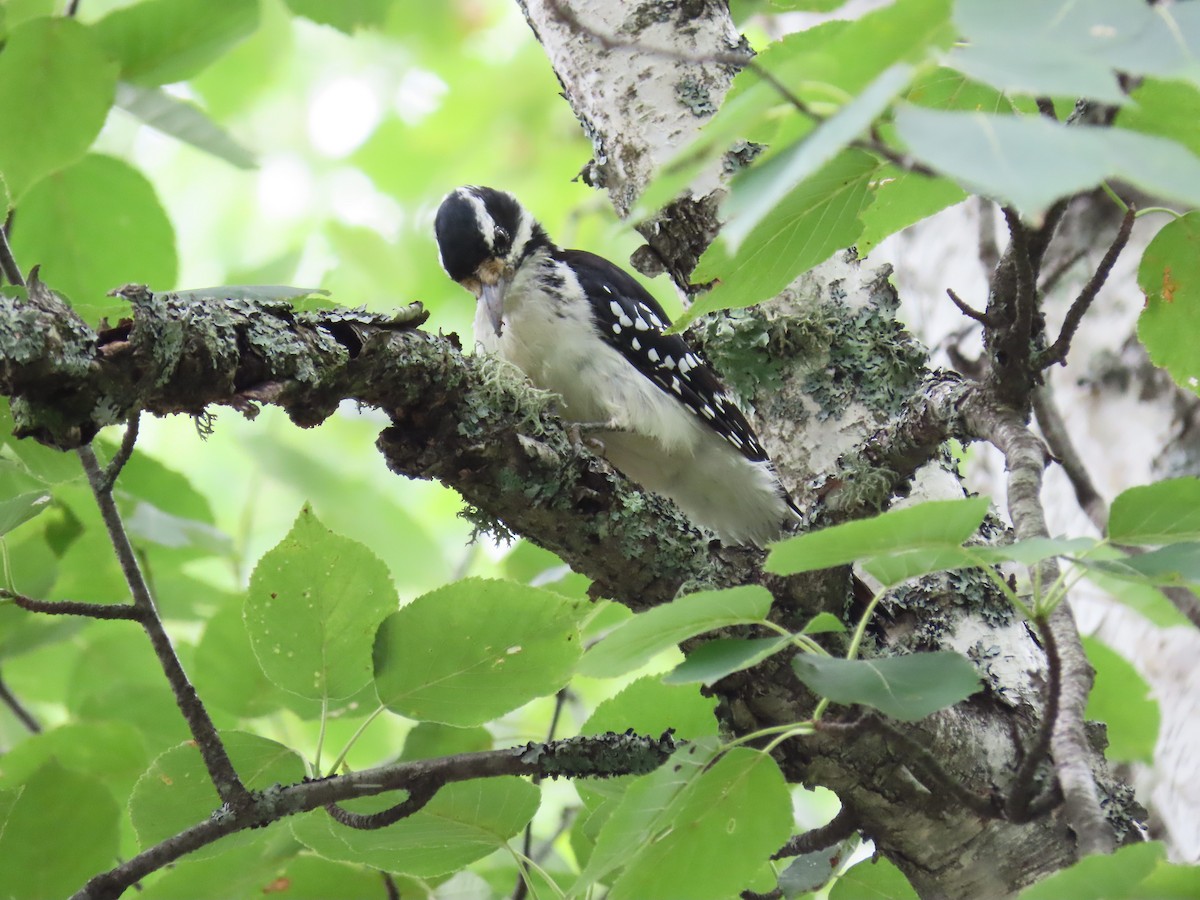 Hairy Woodpecker - ML476000921