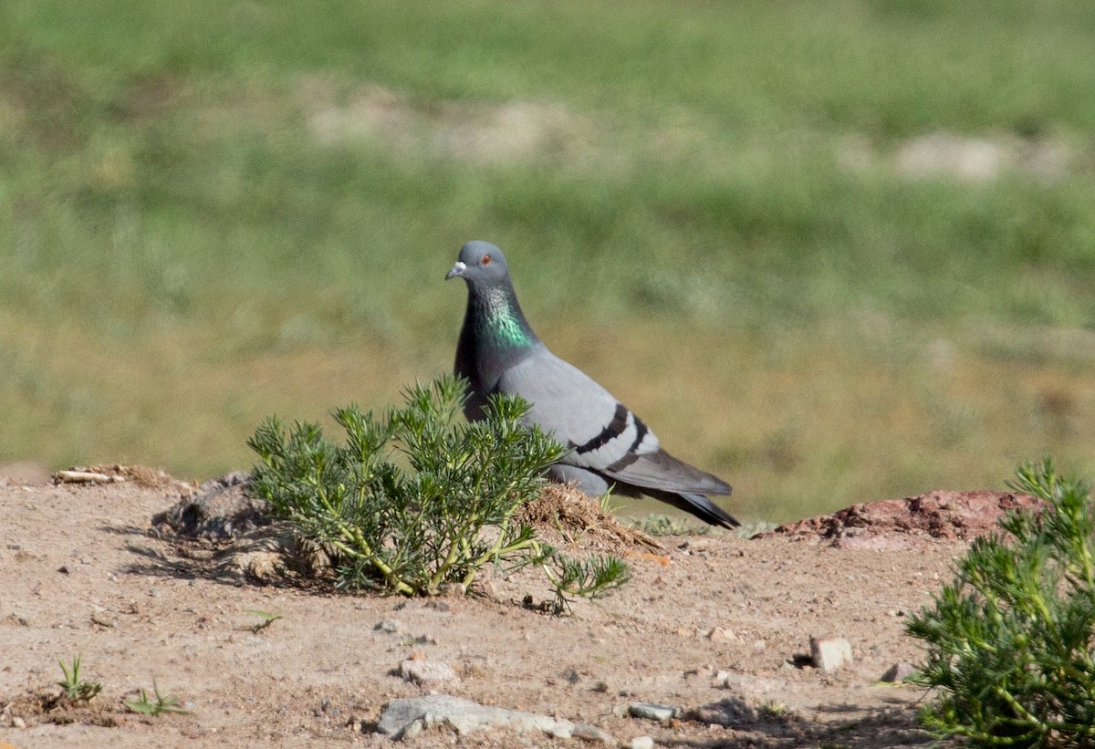 Rock Pigeon (Wild type) - ML476003621