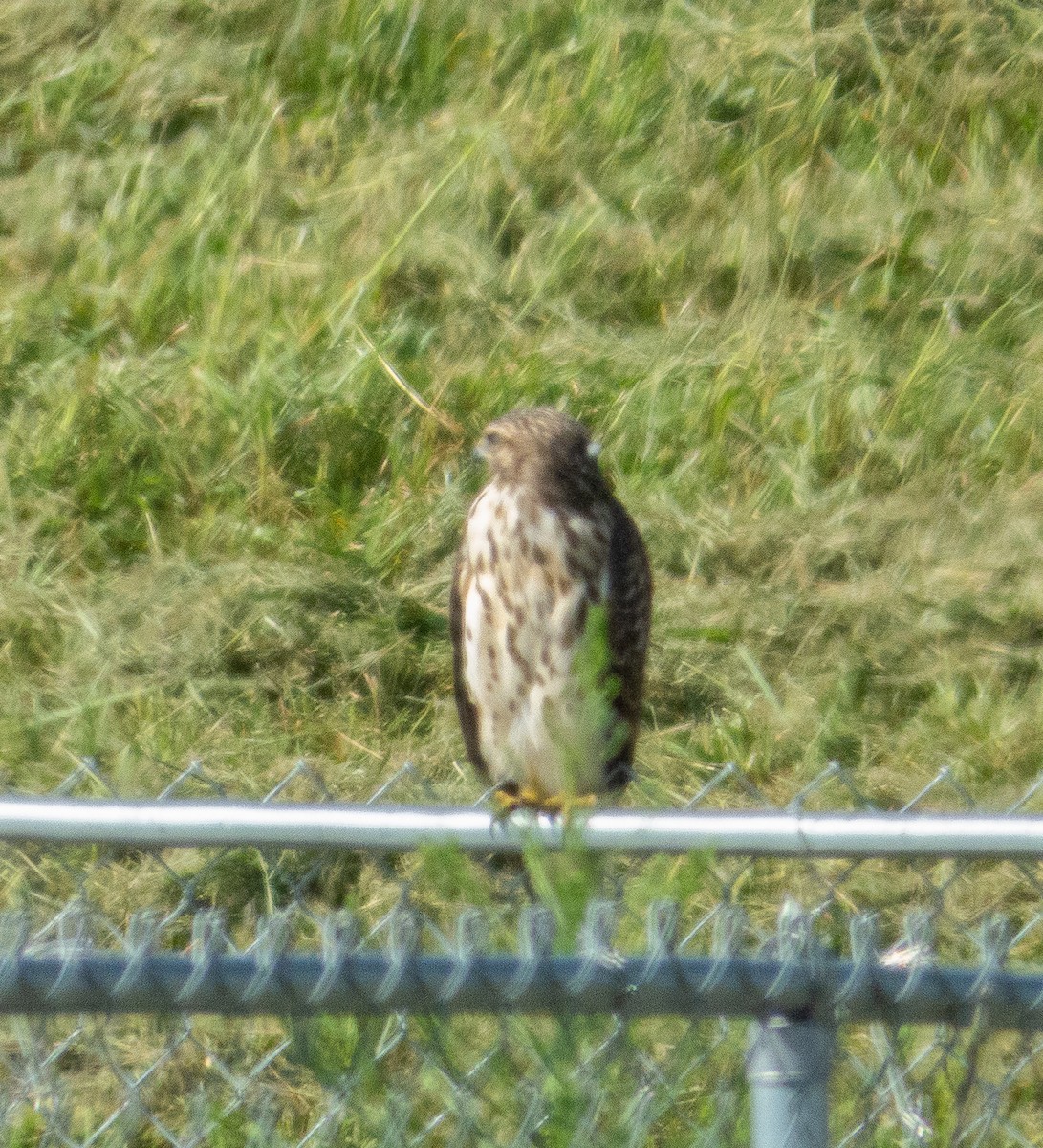 Cooper's Hawk - ML476005141