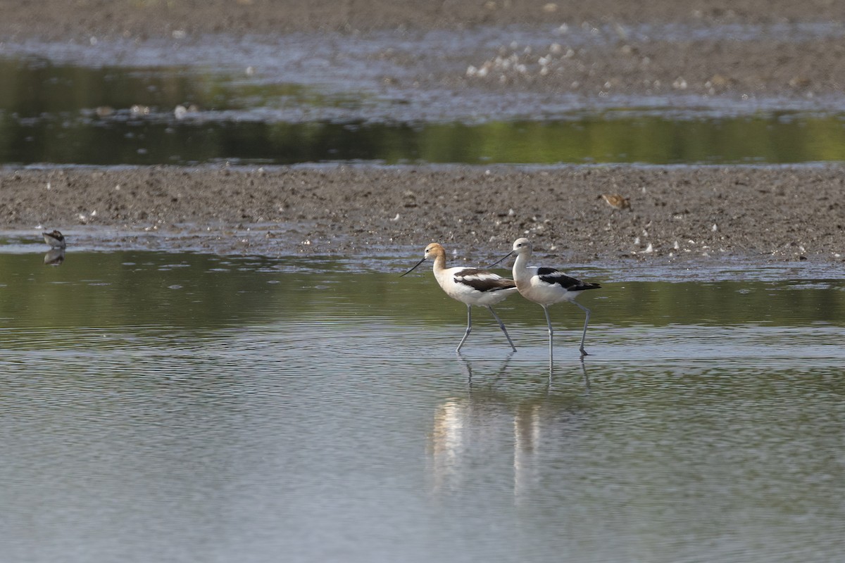 Avoceta Americana - ML476006481