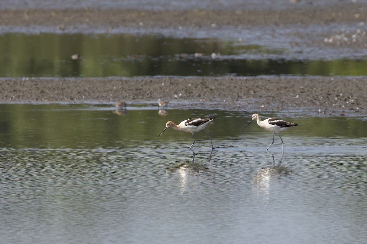 Avoceta Americana - ML476006501