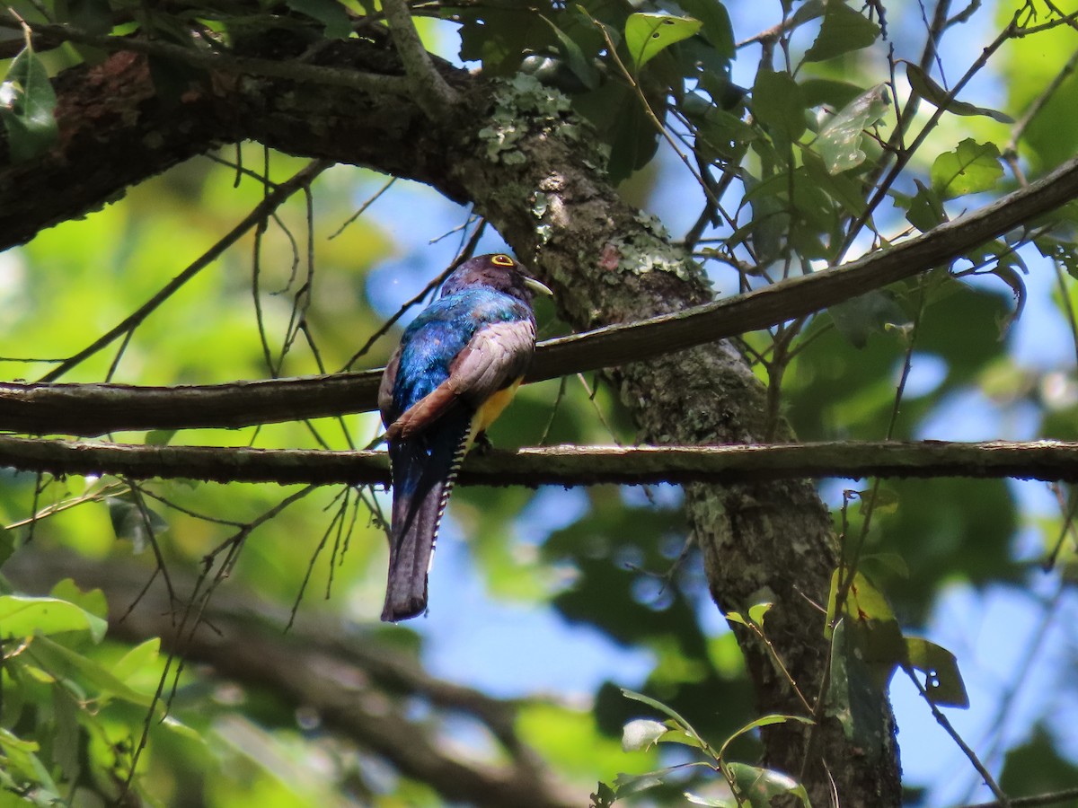 Gartered Trogon - ML476007171