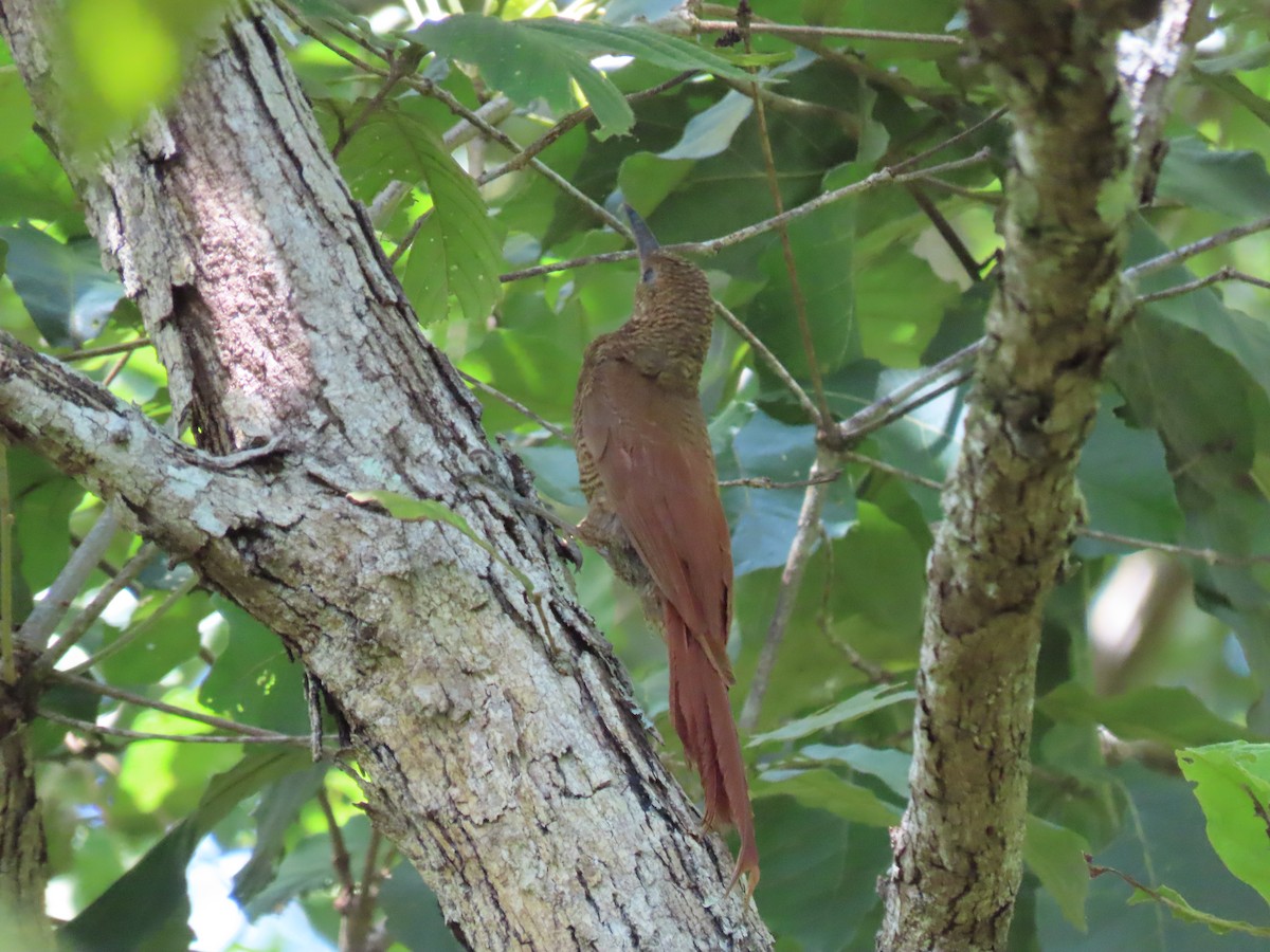 Northern Barred-Woodcreeper - ML476007411